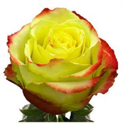 Чудесные изображения розы Зазу для вашего вдохновения