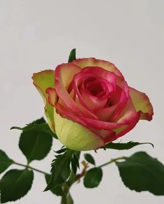 Фото розы Зазу, отображающие ее изумительную текстуру