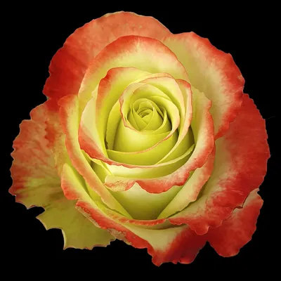Уникальные картинки розы Зазу для использования в рекламных материалах