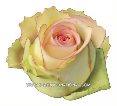 Элегантные изображения розы Зазу, создающие атмосферу роскоши и романтики.