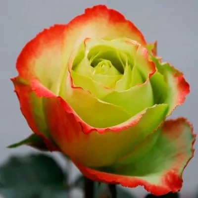 Изысканные картинки розы Зазу с разными размерами