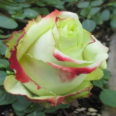 Фото розы Зазу в гармоничном сочетании цветов