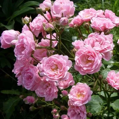 Фото розы зе фейри в формате jpg