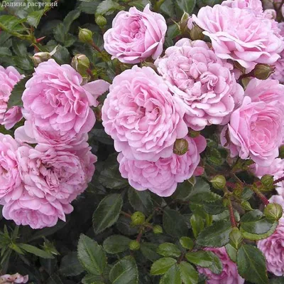 Замечательное изображение розы зе фейри в стиле сепия