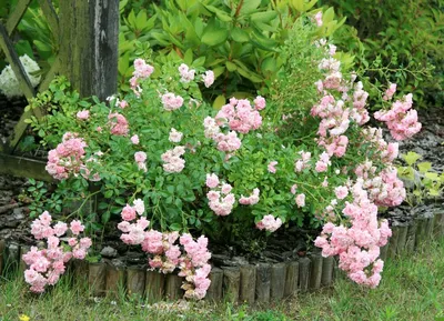 Фотография розы зе фейри со специальным эффектом