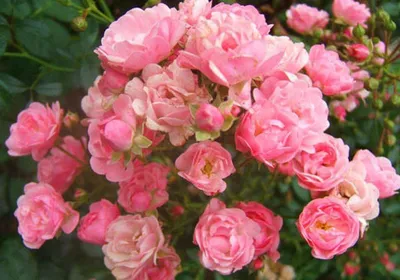 Стрiking image of Pink Fairy Rose in JPG format