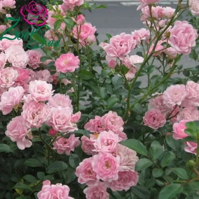 Изображение розы зе фейри в формате png
