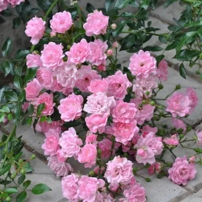 Флористическое фото розы зе фейри в png формате