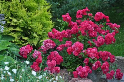 Шикарная фотография розы зе фейри для пользования на сайте