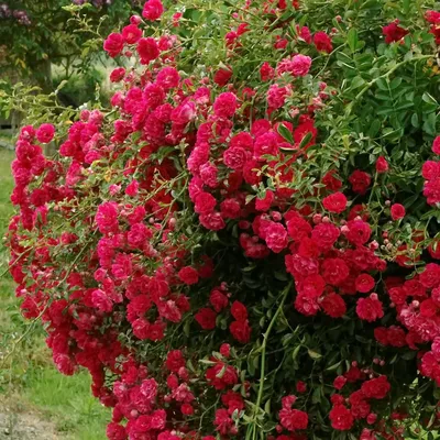 Фото розы зе фейри в формате JPG, идеальное для печати