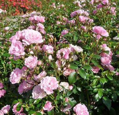 Фотография розы зе фейри с эффектом размытия фона