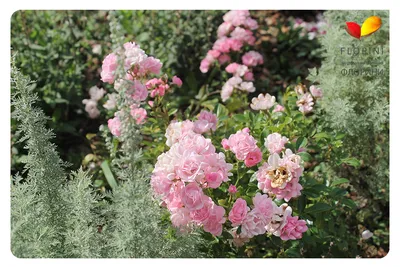 Изящная фотография розы зе фейри, подходящая для флористических работ