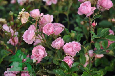 Стильная фотография розы зе фейри в элегантном формате