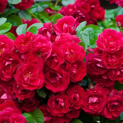 Фотка розы зе фейри для скачивания в webp