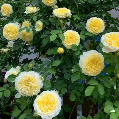 Роза зе пилигрим - воплощение великолепия на фотографии