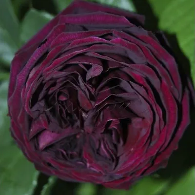 Фото розы Роза зе принц в формате jpg для скачивания