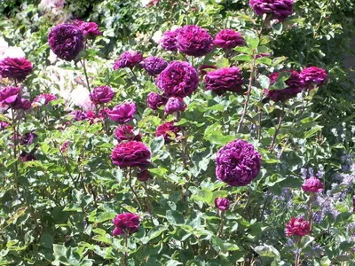 Красивое изображение розы Роза зе принц в формате png