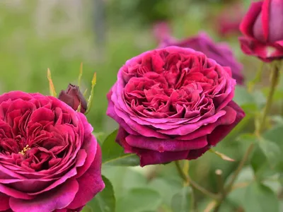 Фото розы Роза зе принц в формате webp для скачивания
