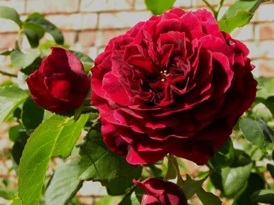 Картинка розы Роза зе принц на ваш выбор размера