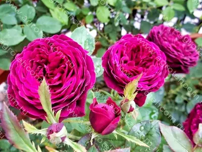 Изысканная фотография розы Роза зе принц для любителей цветов