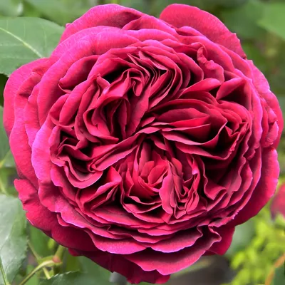 Фотография розы Роза зе принц в формате jpg для скачивания