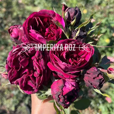 Красивое изображение розы Роза зе принц в формате png