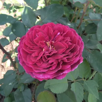 Картинка розы Роза зе принц для скачивания в любом размере