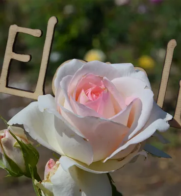Лучшее фото розы Роза зе принц для любителей цветов