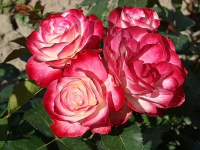 Фото розы Роза зе принц в формате webp на ваш выбор размера