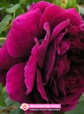 Изображение розы Роза зе принц в высоком разрешении