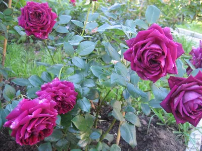 Фото, показывающее красоту розы Роза зе принц во всей своей пышности
