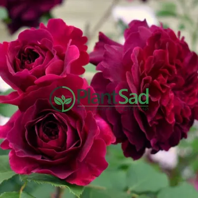 Красивое изображение розы Роза зе принц в формате png для скачивания