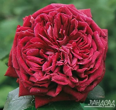 Уникальная фотография Роза зе принц в формате webp для ценителей изящных цветов