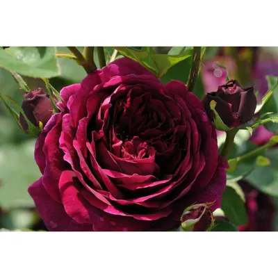 Фото розы Роза зе принц в формате jpg для использования в дизайне