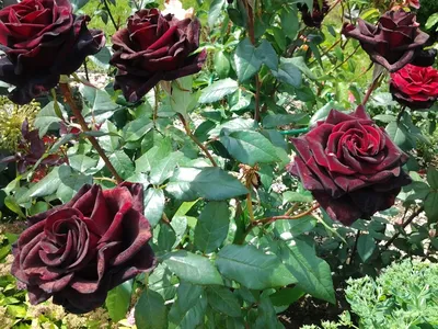 Фото, выделяющееся красотой розы Роза зе принц на черном фоне
