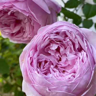 Лучшее фото розы Роза зе принц в формате jpg в коллекции цветов