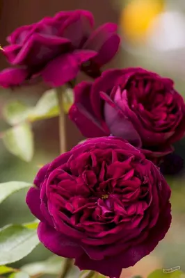 Изысканная фотография розы Роза зе принц