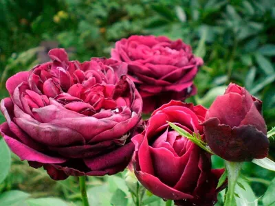 Фотография розы Роза зе принц в формате jpg