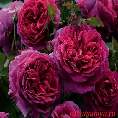 Красивое изображение розы Роза зе принц для скачивания