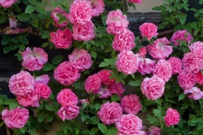 Эстетичное изображение розы зефирин дроухин в webp формате