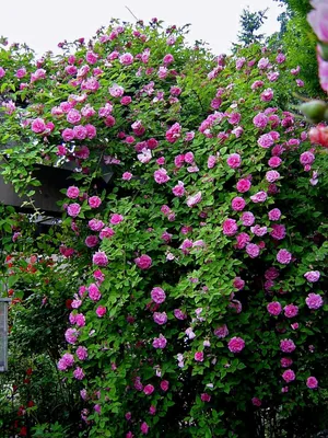 Фотография розы зефирин дроухин для фона страницы