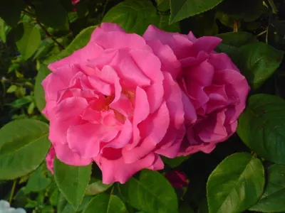 Фото розы зефирин дроухин с высоким разрешением