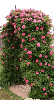 Красочная фотография розы зефирин дроухин