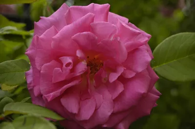 Фото розы зефирин дроухин для использования в медиа
