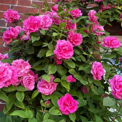 Качественная картинка розы зефирин дроухин в jpg формате