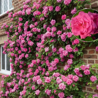 Фото розы зефирин дроухин для загрузки в webp формате