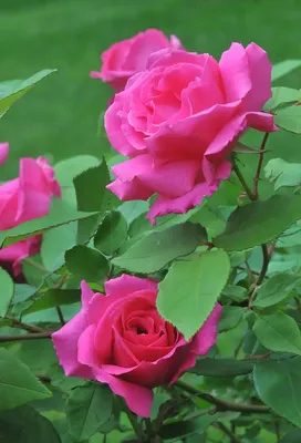 Фотка розы зефирин дроухин для скачивания и печати