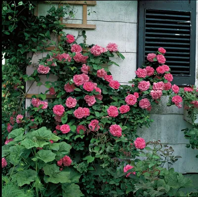 Впечатляющая фотография розы зефирин дроухин в png формате