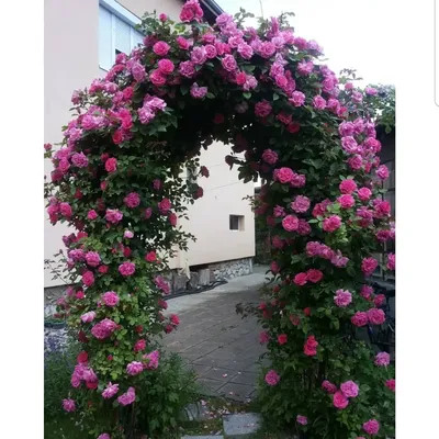Эстетичное изображение розы зефирин дроухин в webp формате