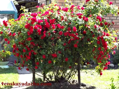 Фотография розы зефирин дроухин для использования в дизайне